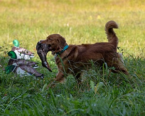 Georgie Anderson