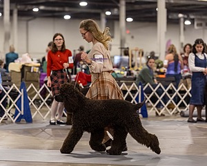12 - GCH EPIK'S IN OMNIA PARATUS CGC ATT BCAT (Myna)