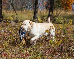 Meadowmere's Annisquam JH WC CGC (Annie)
