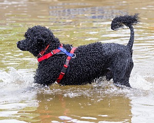 Phelps