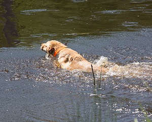 20130601-SHRW-0466.jpg