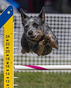 Bree Spetla