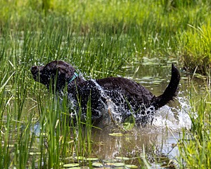 Otter Henry