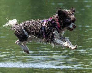 Tillie Lattrell