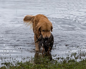 Opie McGee