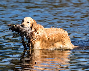 Ghillie Deresienska