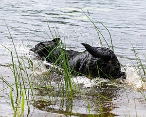 20170603-SHRW-1456.jpg