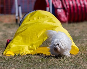 Comet Baird