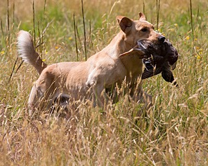 RUFF Millheim