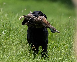 Hunter Law