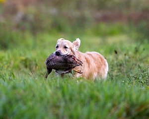 Ghillie Deresienska