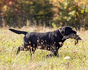 Gypsybog's Nolichucky Bend JH CC "Crockett"
