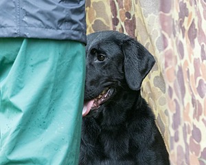 Trixie Shea