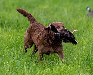 20170603-SHRL-0909.jpg