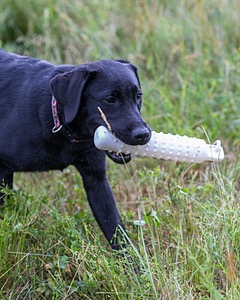 Josie