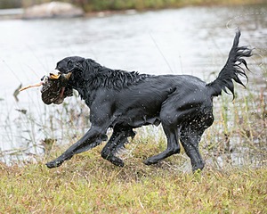 Onyx
