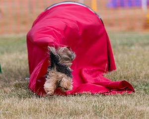 20150613-CCKC-0038.jpg
