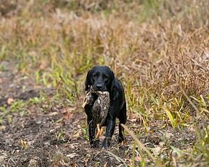 Twig