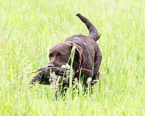 20160605-SHRL-0011.jpg
