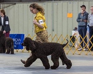 16 - GCH EPIK'S IN OMNIA PARATUS CGC ATT BCAT (Myna)