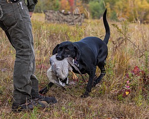 Iowa Pointing Labs Messinger's Kel (Kel)