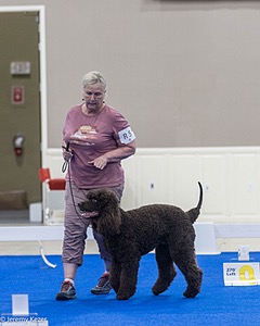 R5 - CASTLEHILL'S BUGSY MALONE 0' CRISPIN RATS DM DS CGC TKA