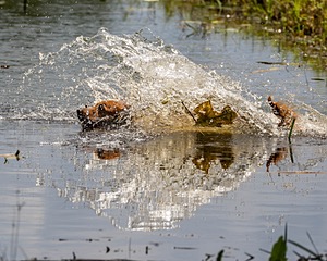 20200809-SHW-0073.jpg