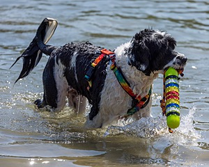 Fiji Meadow