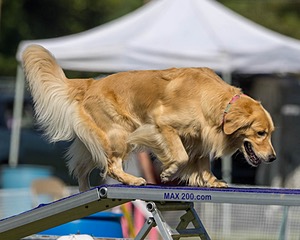Callie Conroy