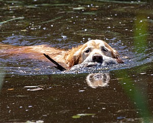 Boomer Hughes