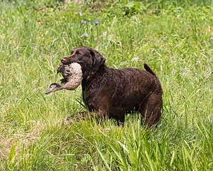 Kuma Zajchowski