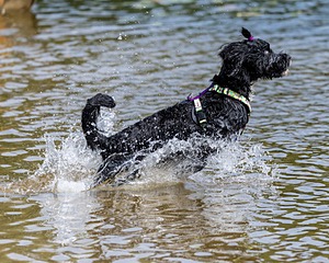 Dottie Notestine
