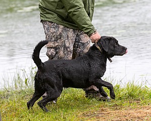 Buddy Bagley