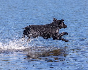 Ruger Bodine