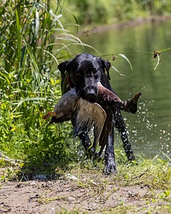 Otter Marro