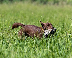 20210605-SHL-1467.jpg
