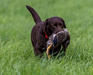 20170603-SHRL-1016.jpg
