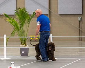 700 - GCH Blackthorn’s Lass That Loves A Sailor in Wicklow CD RM CGC