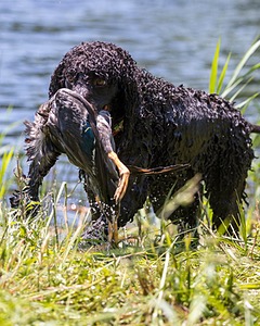 Ghillie Kezer