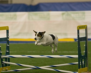 Oreo Kaczmarski