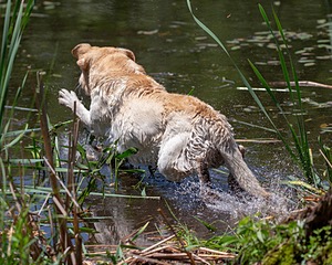 Red Johnson