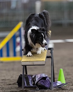 Breeze Schunk