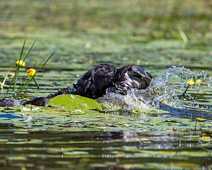 Otter Henry
