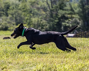 Dash Eaton