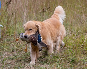 Opie McGee