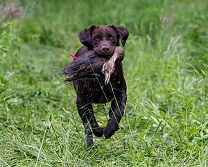 Java Bagley
