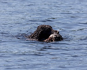 Ghillie Kezer