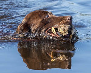 Baker Marsh