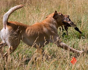 RUFF Millheim