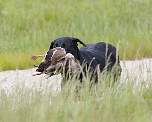 20080531-HRL-0353.jpg